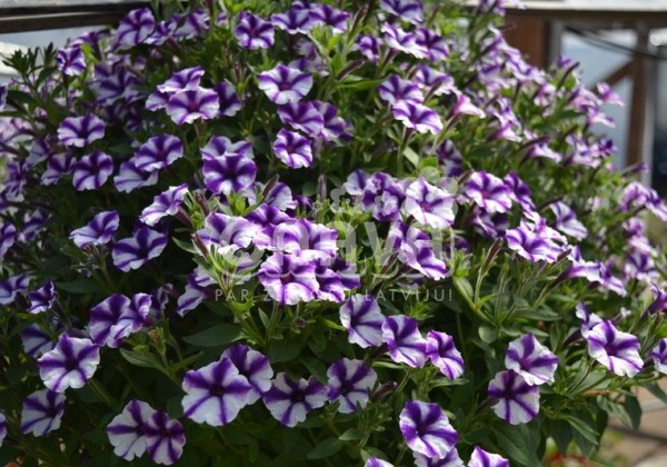 Petunia atkinsiana Mini Vista Violet Star