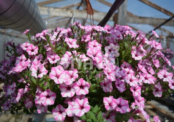 Petunia atkinsiana Mini Vista Pink Star