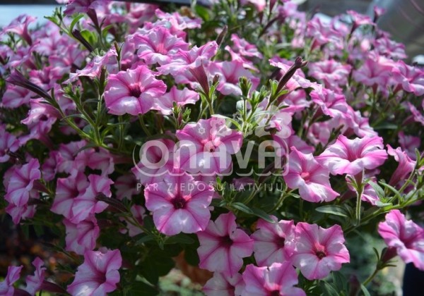Petunia atkinsiana Mini Vista Pink Star