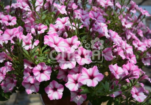 Petunia atkinsiana Mini Vista Pink Star