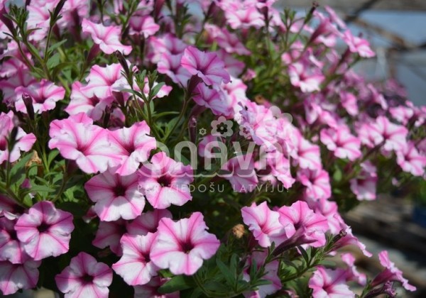 Petunia atkinsiana Mini Vista Pink Star