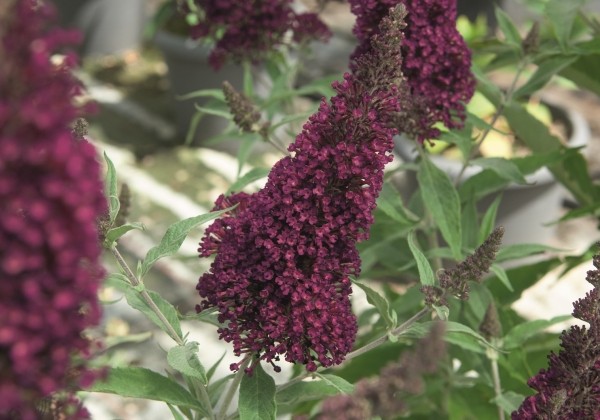 Buddleja hybrida Buzz Wine
