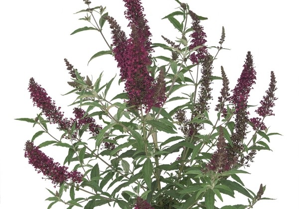 Buddleja hybrida Buzz Wine
