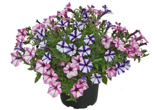 Petunia atkinsiana Duo Sternschnuppe
