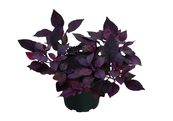 Alternanthera Little Romance