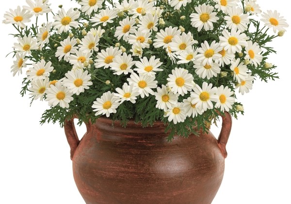 Argyranthemum frutescens Pure White Butterfly