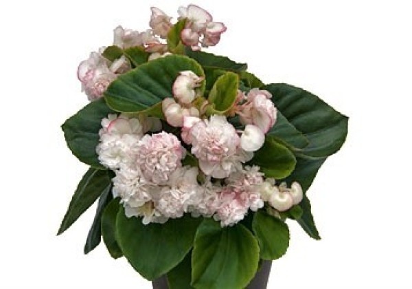 Begonia hybrida Appleblossom