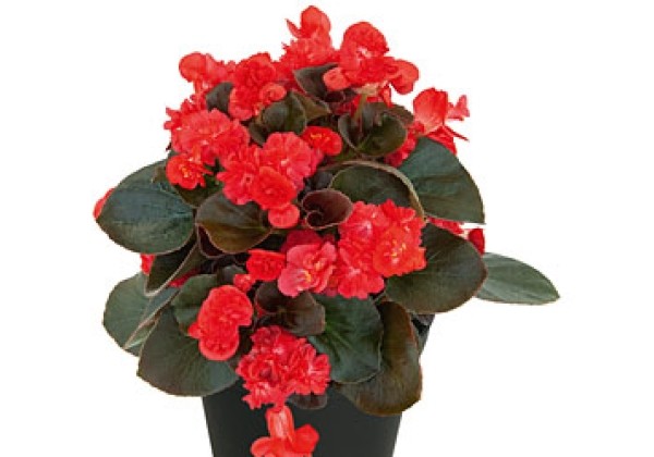 Begonia hybrida COCO Red