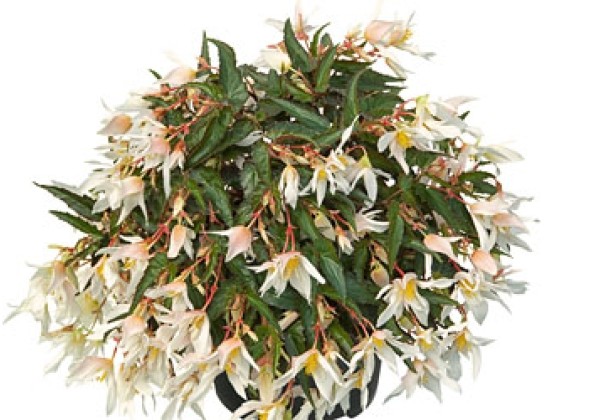 Begonia hybrida Summerwings White Elegance