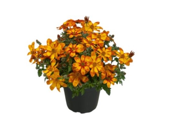 Bidens ferulifolia Campfire Funny Honey 2025