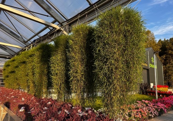 Agrostis stolonifera Green Twist