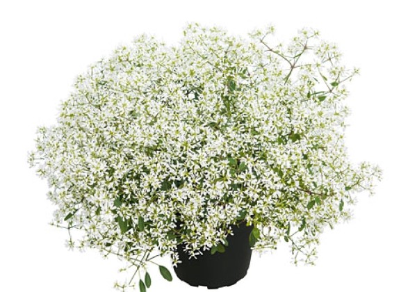 Chamaesyce hypericifolia Diamond Snow