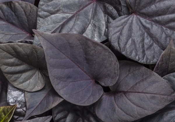 Ipomoea batatas Sweet Heart Jet Black