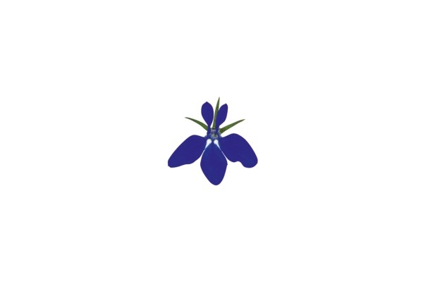 Lobelia erinus Lobelix Dark Blue