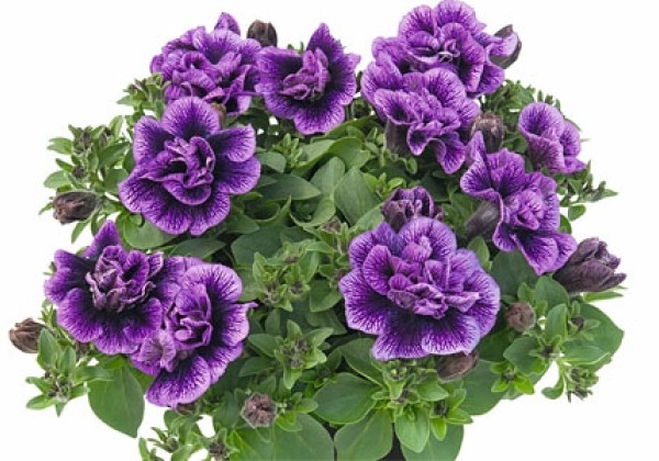 Petunia atkinsiana Sugar Plum