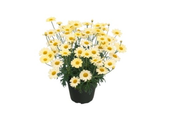 Argyranthemum frutescens Citrus 2025