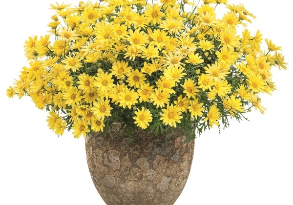 Argyranthemum frutescens Golden Butterfly