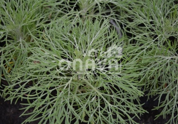 Artemisia mauiensis Makana