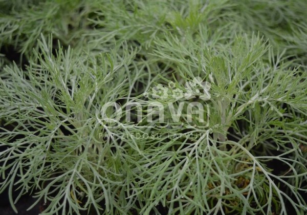 Artemisia mauiensis Makana