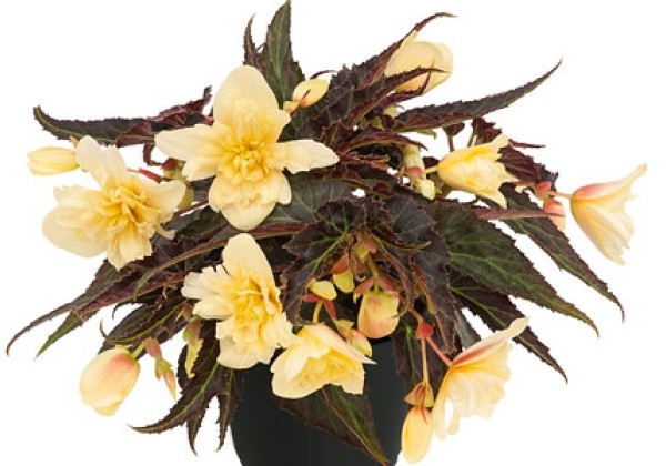 Begonia hybrida Summerwings Double Cream