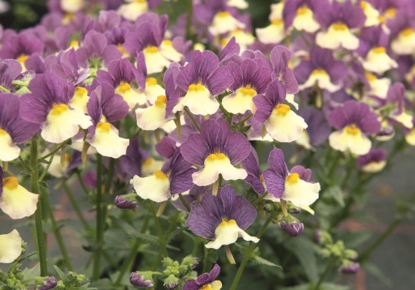 Nemesia fruticans Fairy Kisses Vanilla Berry