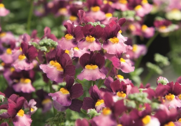 Nemesia fruticans Fairy Kisses Boysenberry