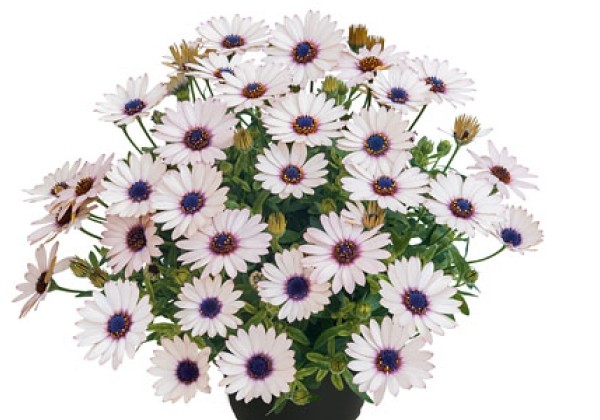 Osteospermum  Summersmile Rosy White
