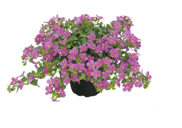 Sutera diffusus Everest Pink 2025