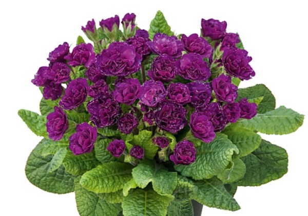 Primula Prima Belarina Ruby Champagne (Beaujolais)