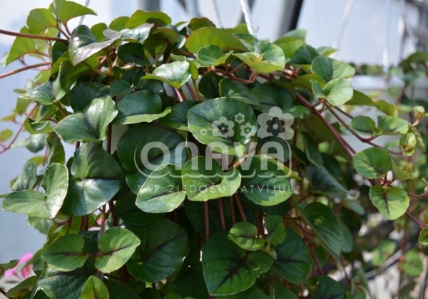 Lysimachia nummularia Sunburst