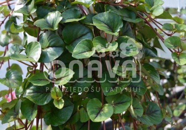 Lysimachia nummularia Sunburst