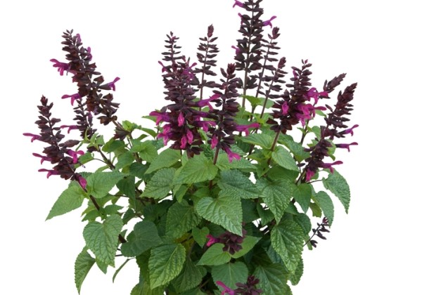 Salvia hybrida Rockin Fuchsia