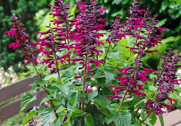 Salvia hybrida Rockin Fuchsia
