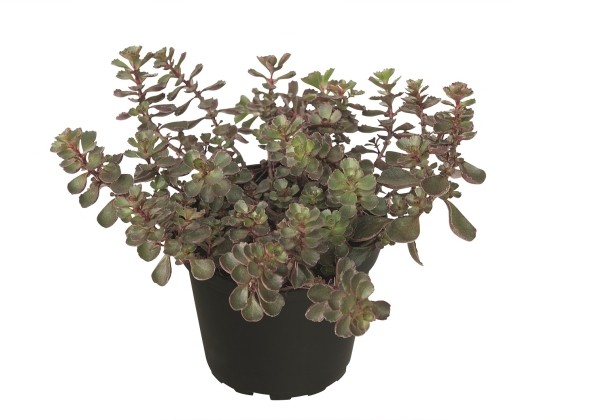 Sedum spurium Dragon's Blood