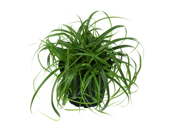 Carex Ribbon Falls