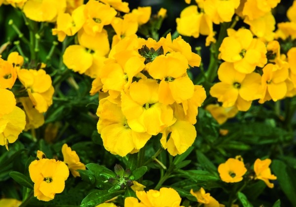 Erysimum Erysimum Winter Power