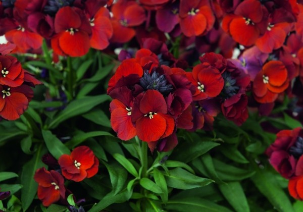 Erysimum Erysimum Winter Flame