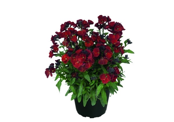 Erysimum Erysimum Winter Flame