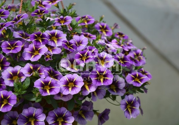 Calibrachoa hybrida Superbells Evening Star