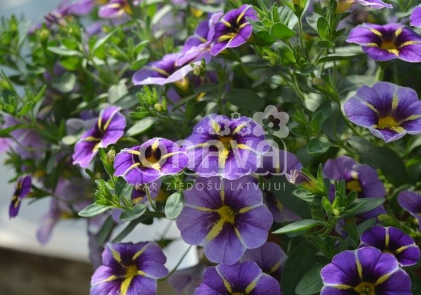 Calibrachoa hybrida Superbells Evening Star