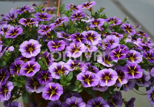 Calibrachoa hybrida Superbells Evening Star