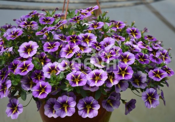 Calibrachoa hybrida Superbells Evening Star