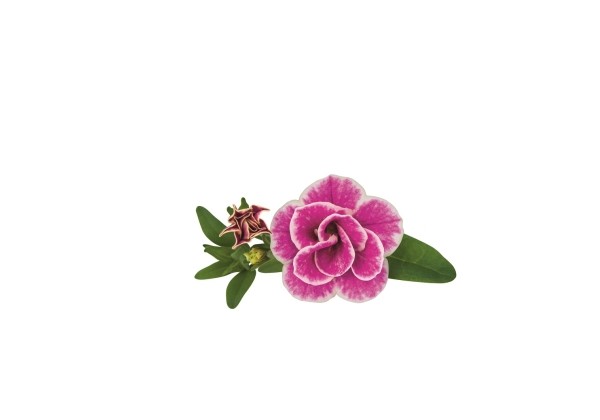 Calibrachoa hybrida Superbells Sweet Love