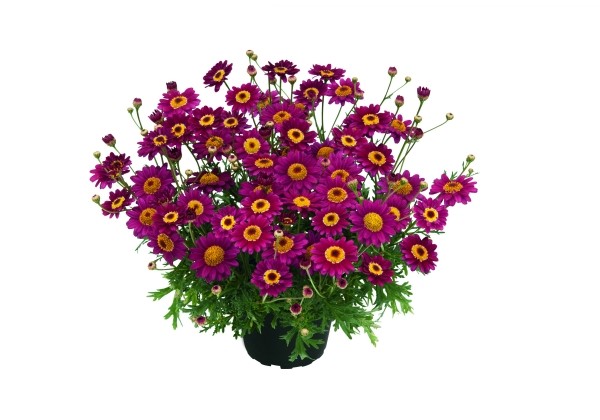 Argyranthemum frutescens Margarita 2025