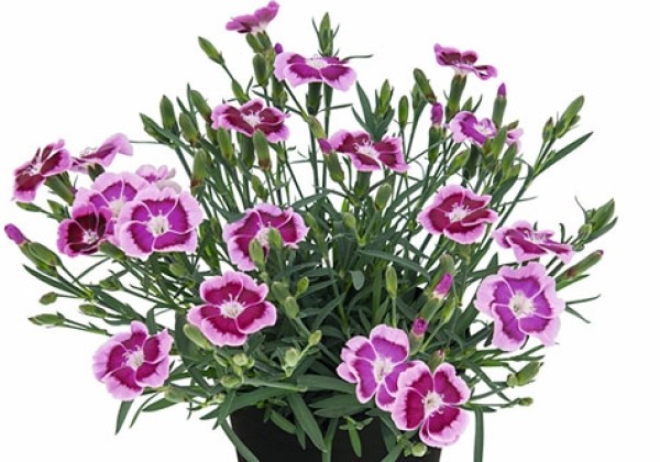 Dianthus hybridus TOUCH Big Touch