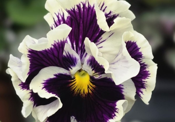 Viola cornuta Ruffles Purple White Rim