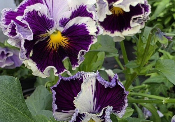 Viola cornuta Ruffles Purple White Rim