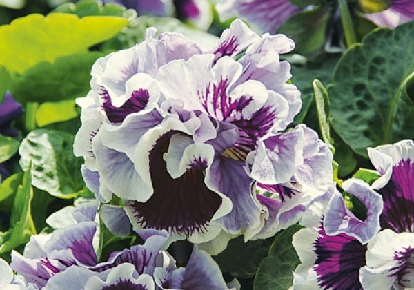 Viola cornuta Viola Ruffles Purple White Rim
