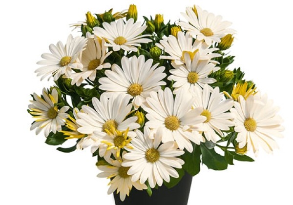 Osteospermum  Summersmile Creme