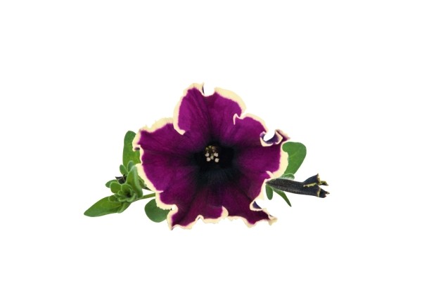 Petunia atkinsiana Cardinal Rim